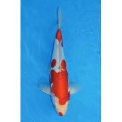 Koi Showa, Kohaku(Doitsu), Red Ochiba 37-42 v.a. €149 Tosai