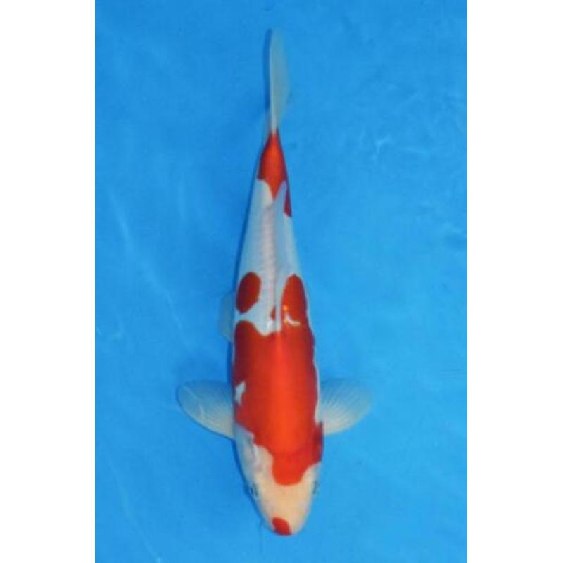Koi Showa, Kohaku(Doitsu), Red Ochiba 37-42 v.a. €149 Tosai