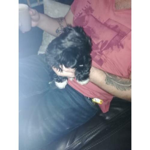 Hond