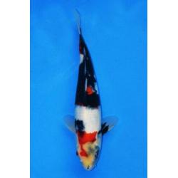 Koi Showa, Kohaku(Doitsu), Red Ochiba 37-42 v.a. €149 Tosai