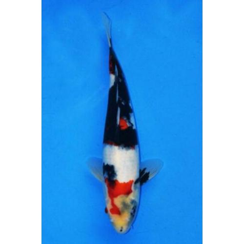 Koi Showa, Kohaku(Doitsu), Red Ochiba 37-42 v.a. €149 Tosai