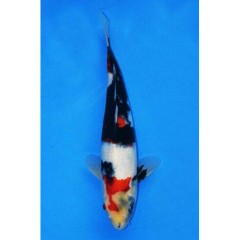 Koi Showa, Kohaku(Doitsu), Red Ochiba 37-42 v.a. €149 Tosai