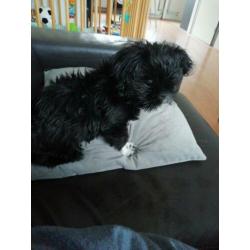 Hond
