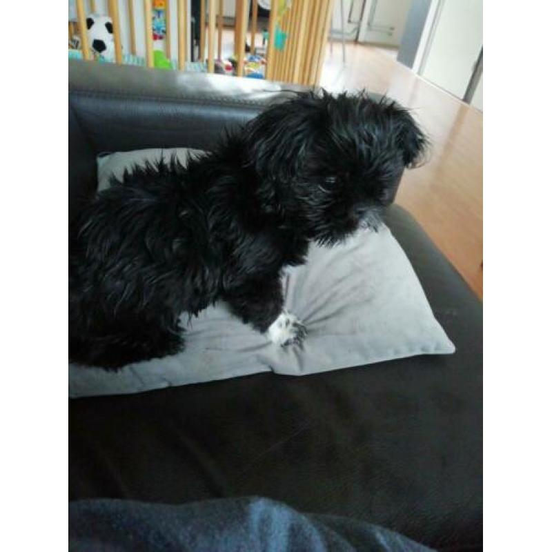 Hond