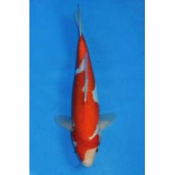 Koi Showa, Kohaku(Doitsu), Red Ochiba 37-42 v.a. €149 Tosai