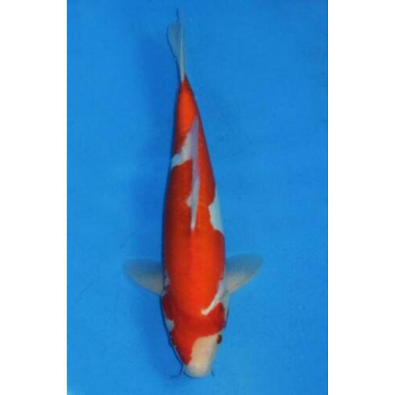 Koi Showa, Kohaku(Doitsu), Red Ochiba 37-42 v.a. €149 Tosai