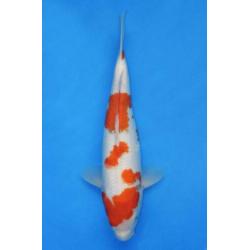 Koi Showa, Kohaku(Doitsu), Red Ochiba 37-42 v.a. €149 Tosai