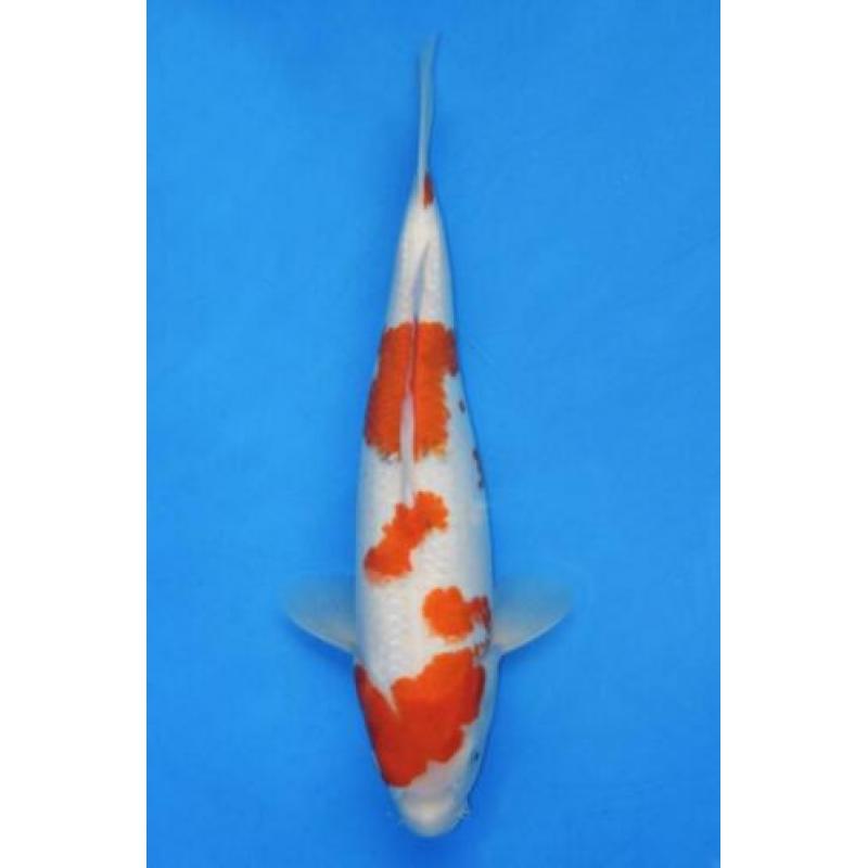 Koi Showa, Kohaku(Doitsu), Red Ochiba 37-42 v.a. €149 Tosai
