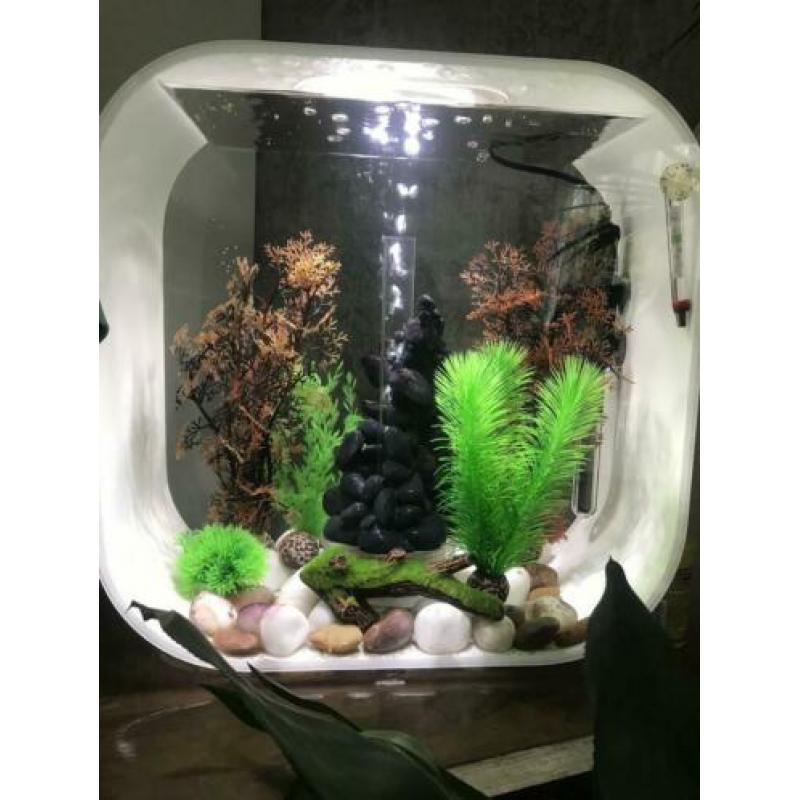 Biorb 30 liter incl pomp, verwarming en sierelementen