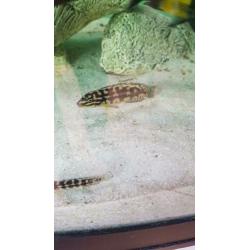 Julidochromis marlieri, Tanganyika
