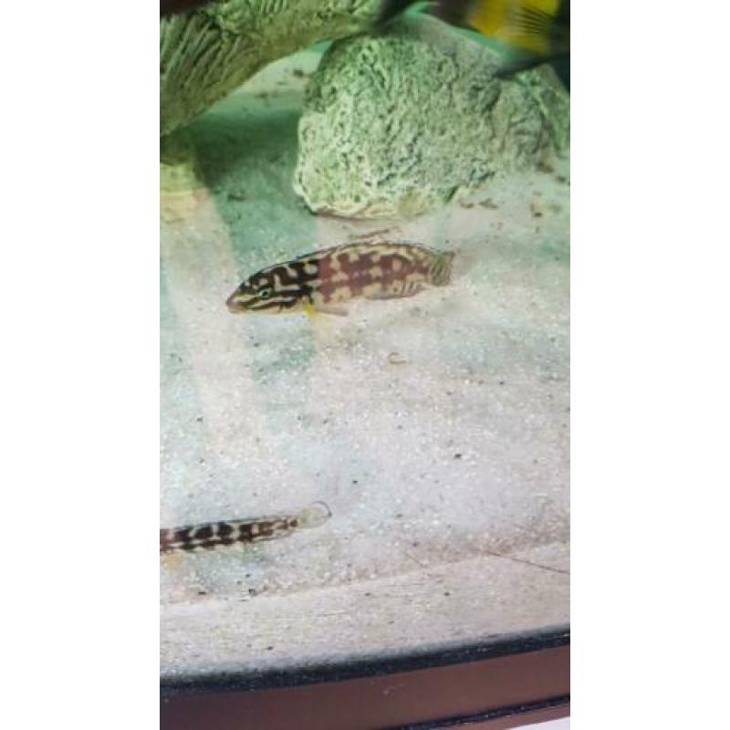 Julidochromis marlieri, Tanganyika