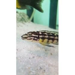 Julidochromis marlieri, Tanganyika