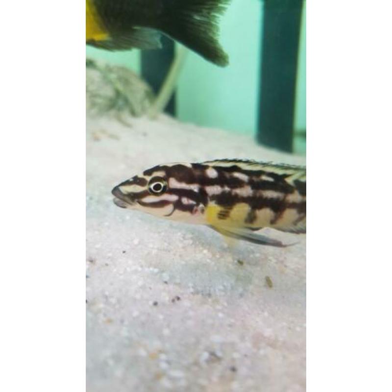 Julidochromis marlieri, Tanganyika