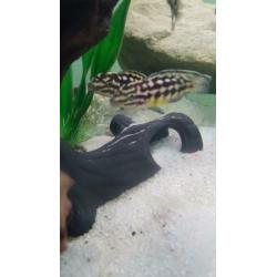 Julidochromis marlieri, Tanganyika