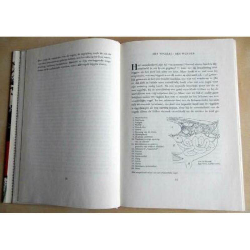 Geen twee eieren zijn gelijk - Makatsch