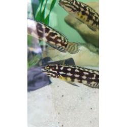 Julidochromis marlieri, Tanganyika
