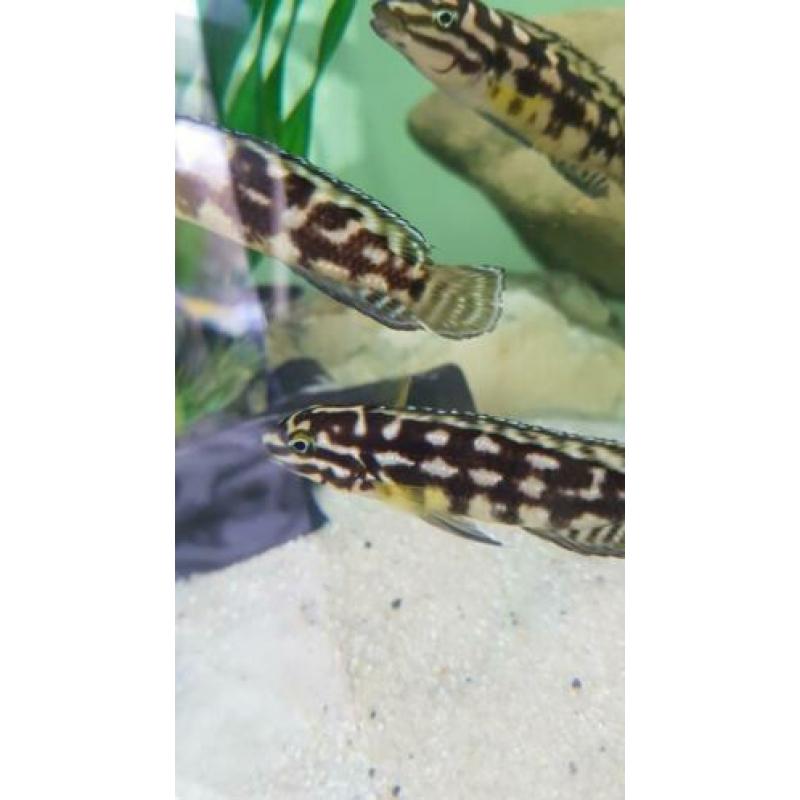 Julidochromis marlieri, Tanganyika