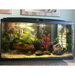 Mooi gezond aquarium 80 cm inclusief vissen!