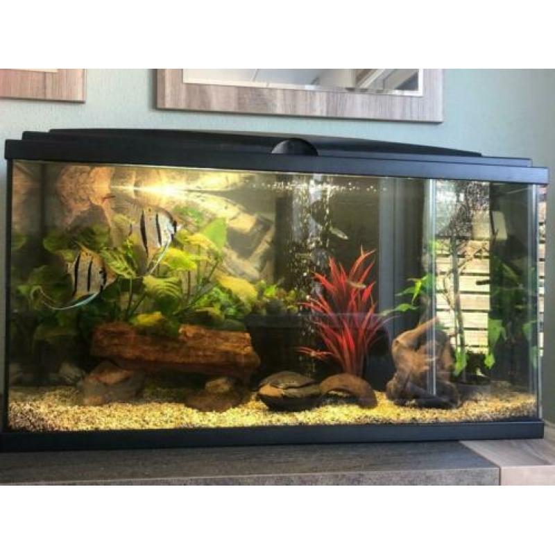 Mooi gezond aquarium 80 cm inclusief vissen!