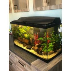 Mooi gezond aquarium 80 cm inclusief vissen!