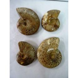 4 Ammoniet Cleoniceras sp.