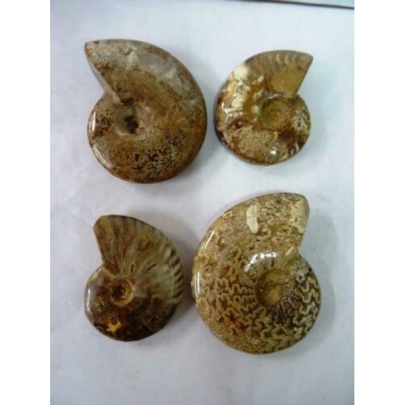 4 Ammoniet Cleoniceras sp.