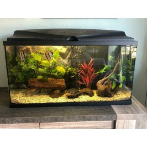 Mooi gezond aquarium 80 cm inclusief vissen!