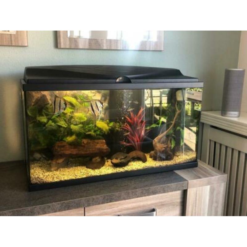Mooi gezond aquarium 80 cm inclusief vissen!