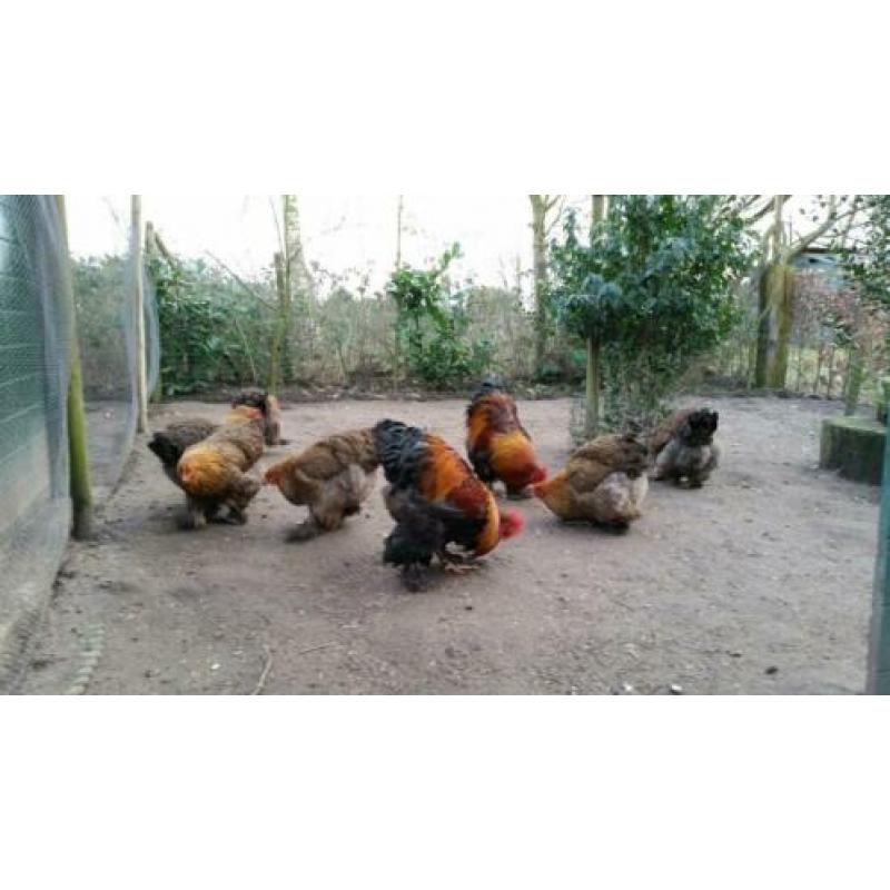 Cochin meerzomig goudpatrijs broedeieren