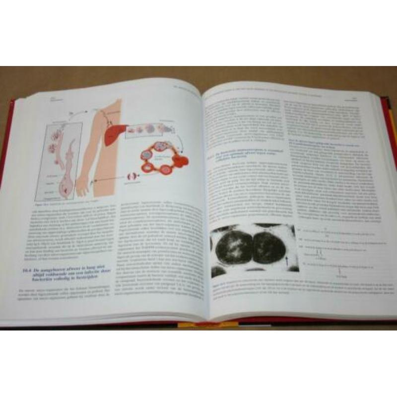 Immunologie (standaardwerk)