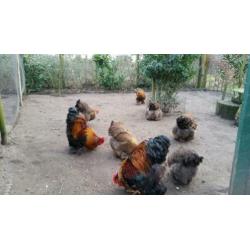 Cochin meerzomig goudpatrijs broedeieren