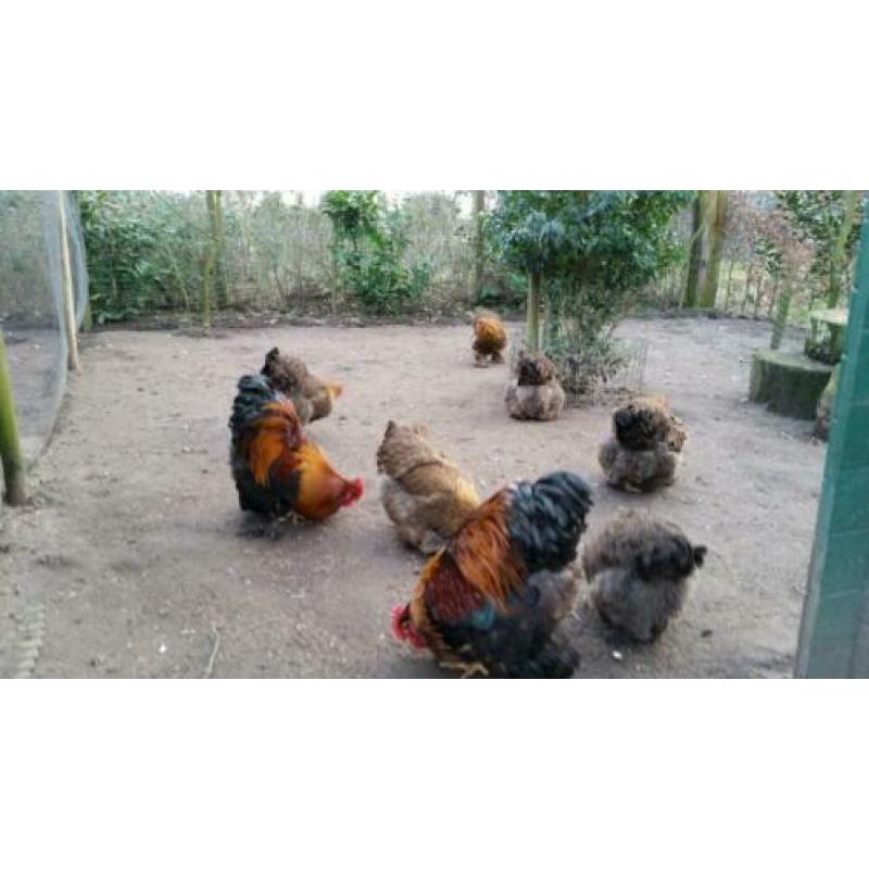 Cochin meerzomig goudpatrijs broedeieren