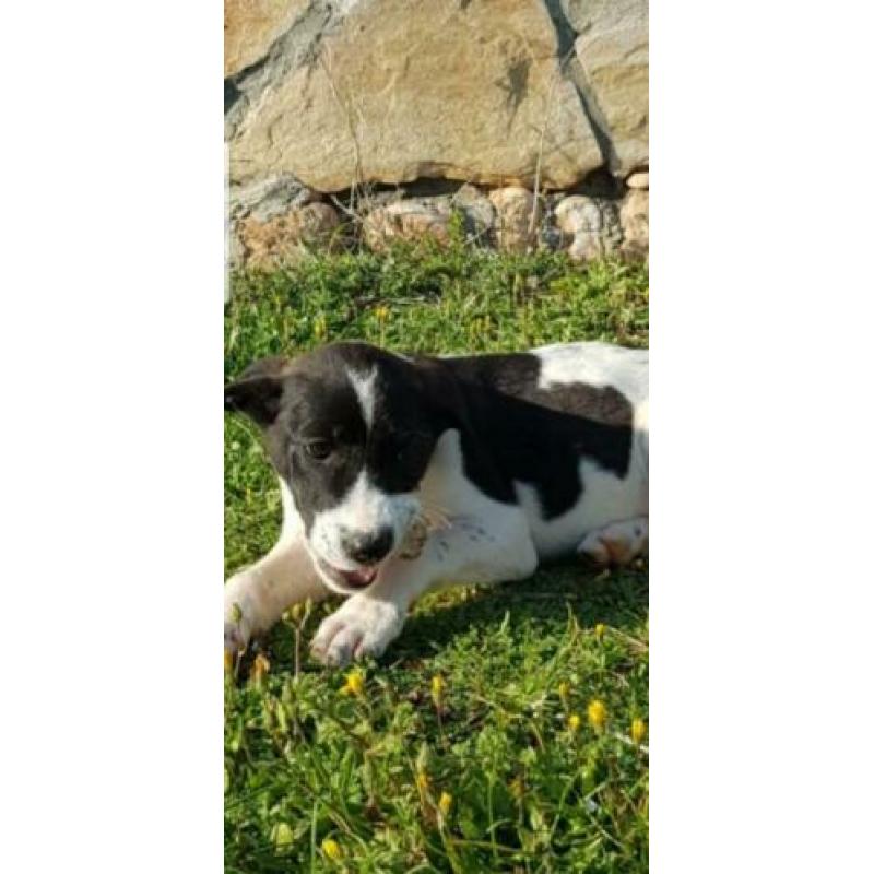 Pup Lex??