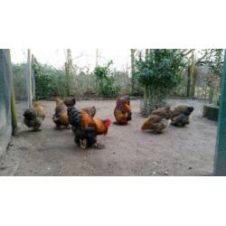 Cochin meerzomig goudpatrijs broedeieren