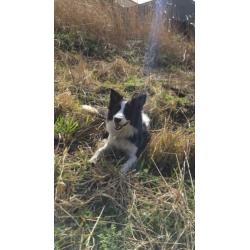 Prachtige border collie reu ter dekking