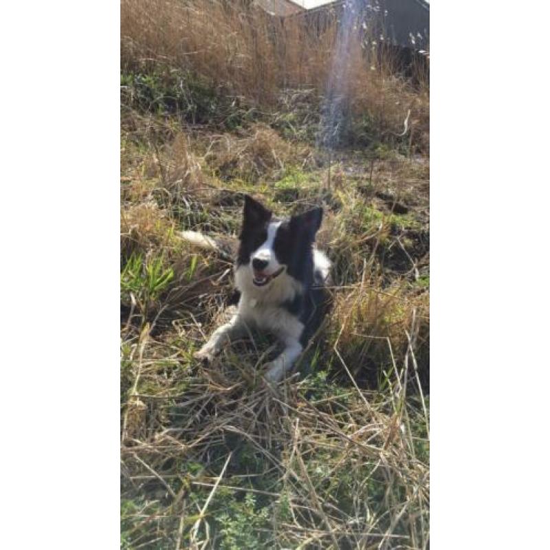 Prachtige border collie reu ter dekking