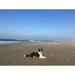 Prachtige border collie reu ter dekking