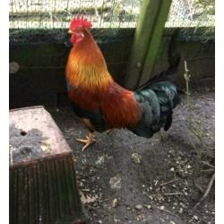 Kippenopvang zoekt goede plek voor leuke haan (en hen).