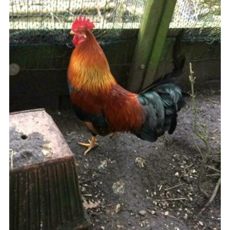 Kippenopvang zoekt goede plek voor leuke haan (en hen).