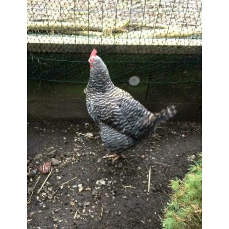 Kippenopvang zoekt goede plek voor leuke haan (en hen).