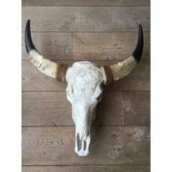 Skull longhoorn buffel schedel longhorn skulls dierenschedel