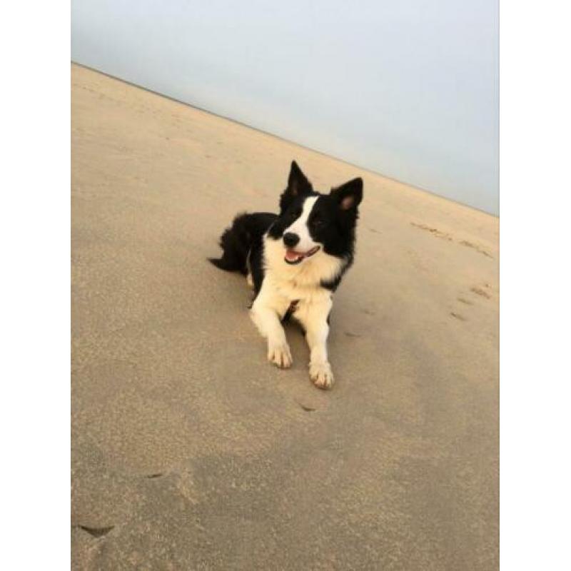 Prachtige border collie reu ter dekking
