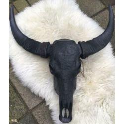 Skull longhoorn buffel schedel longhorn skulls dierenschedel
