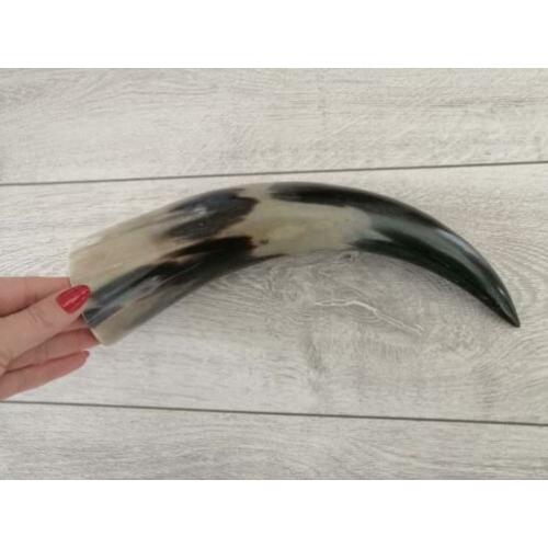2 hoorns te koop