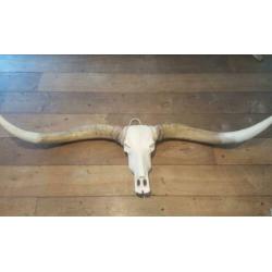 Skull longhoorn buffel schedel longhorn skulls dierenschedel