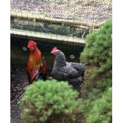 Kippenopvang zoekt goede plek voor leuke haan (en hen).