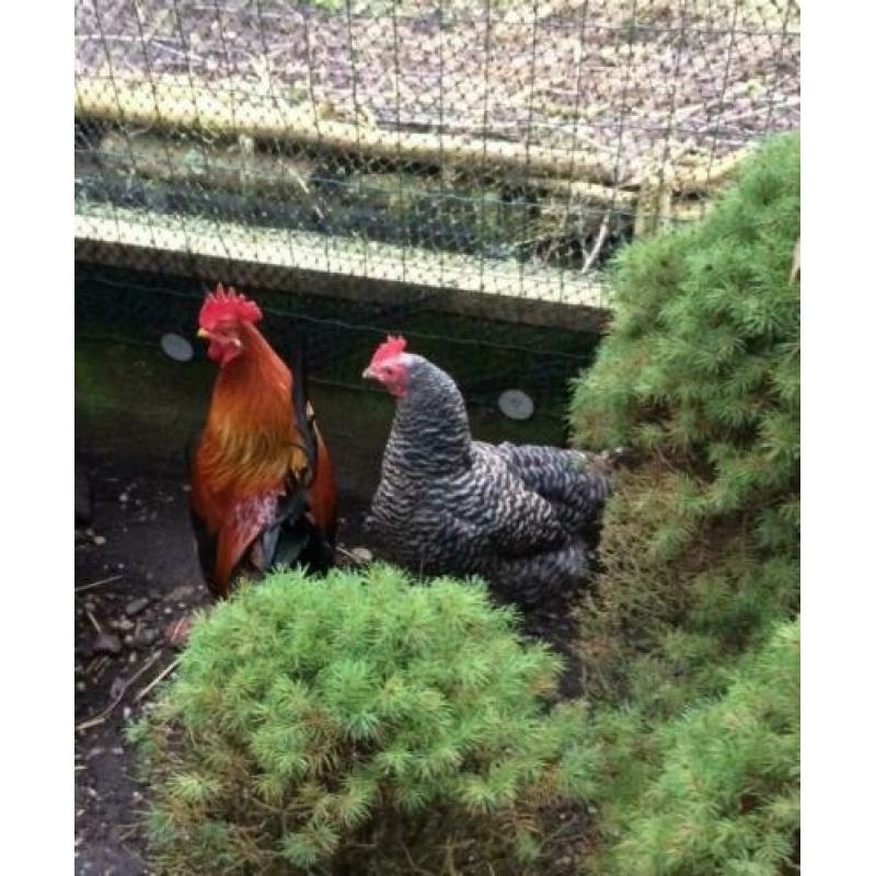 Kippenopvang zoekt goede plek voor leuke haan (en hen).