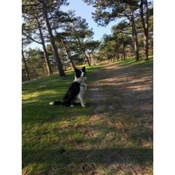 Prachtige border collie reu ter dekking