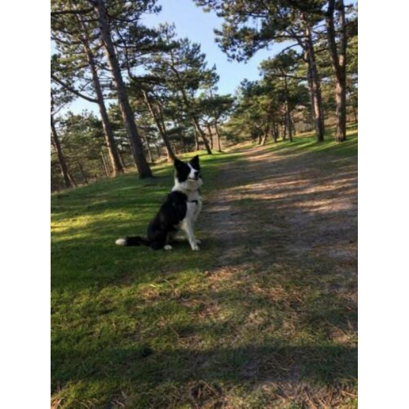 Prachtige border collie reu ter dekking