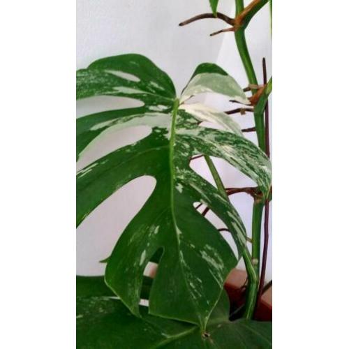 Monstera Variegata I